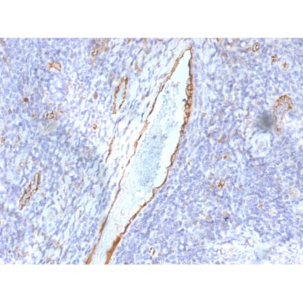 Immunohistochemistry - Anti-Von Willebrand Factor Antibody [F8/86] - BSA and Azide free (A253505) - Antibodies.com