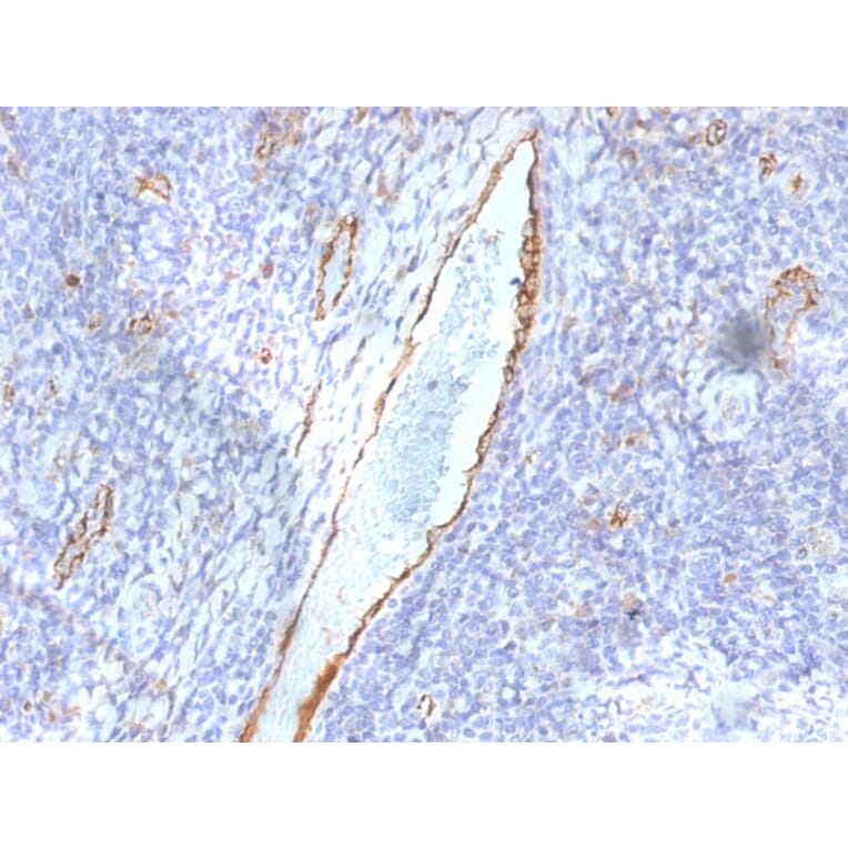 Immunohistochemistry - Anti-Von Willebrand Factor Antibody [F8/86] - BSA and Azide free (A253505) - Antibodies.com