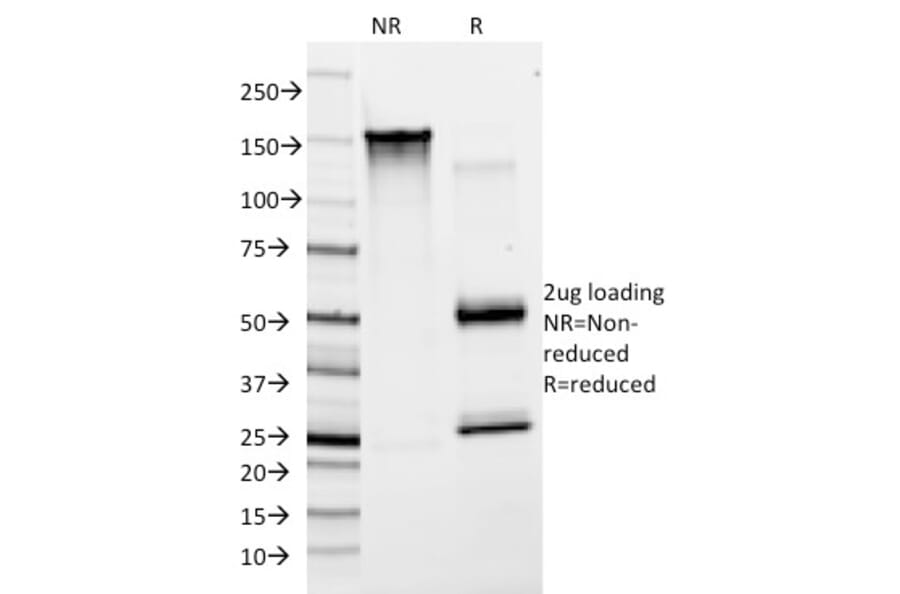 SDS-PAGE - Anti-Von Willebrand Factor Antibody [F8/86] - BSA and Azide free (A253506) - Antibodies.com