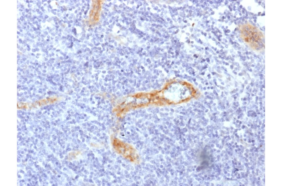 Immunohistochemistry - Anti-Von Willebrand Factor Antibody [rVWF/1465] - BSA and Azide free (A253507) - Antibodies.com