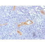 Immunohistochemistry - Anti-Von Willebrand Factor Antibody [rVWF/1465] - BSA and Azide free (A253507) - Antibodies.com