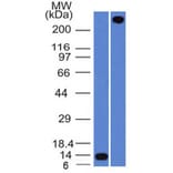 Western Blot - Anti-Von Willebrand Factor Antibody [rVWF/1465] - BSA and Azide free (A253508) - Antibodies.com