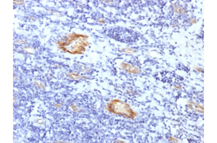 Immunohistochemistry - Anti-Von Willebrand Factor Antibody [VWF/1859R] - BSA and Azide free (A253508) - Antibodies.com