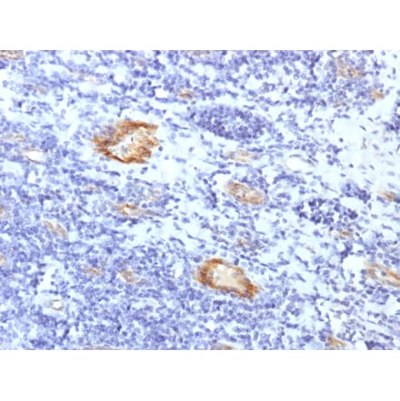 Immunohistochemistry - Anti-Von Willebrand Factor Antibody [VWF/1859R] - BSA and Azide free (A253508) - Antibodies.com