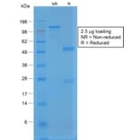 SDS-PAGE - Anti-Von Willebrand Factor Antibody [VWF/1859R] - BSA and Azide free (A253509) - Antibodies.com