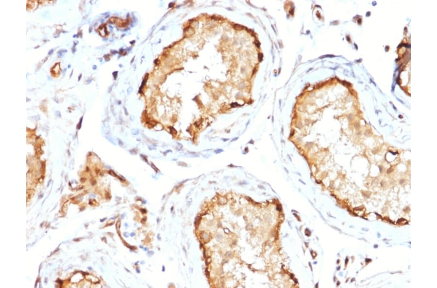 Immunohistochemistry - Anti-14-3-3E Antibody [CPTC-YWHAE-1] - BSA and Azide free (A253519) - Antibodies.com