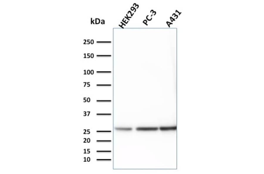 Western Blot - Anti-14-3-3E Antibody [CPTC-YWHAE-1] - BSA and Azide free (A253519) - Antibodies.com