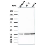 Western Blot - Anti-14-3-3E Antibody [CPTC-YWHAE-1] - BSA and Azide free (A253519) - Antibodies.com