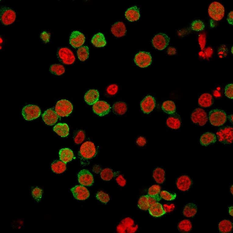 Immunofluorescence - Anti-ZAP70 Antibody [2F3.2] - BSA and Azide free (A253520) - Antibodies.com