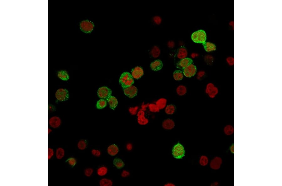 Immunofluorescence - Anti-ZAP70 Antibody [ZAP70/2035] - BSA and Azide free (A253524) - Antibodies.com