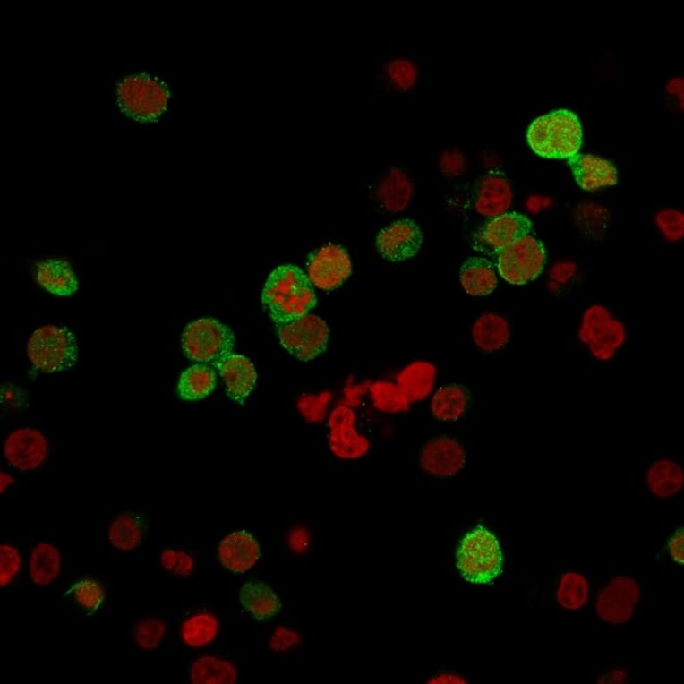 Immunofluorescence - Anti-ZAP70 Antibody [ZAP70/2035] - BSA and Azide free (A253524) - Antibodies.com