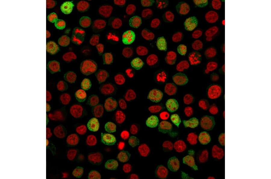 Immunofluorescence - Anti-ZAP70 Antibody [ZAP70/2047] - BSA and Azide free (A253526) - Antibodies.com