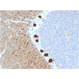 Immunohistochemistry - Anti-Carbonic Anhydrase VIII Antibody [CPTC-CA8-2] - BSA and Azide free (A253530) - Antibodies.com