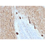 Immunohistochemistry - Anti-Carbonic Anhydrase VIII Antibody [CPTC-CA8-2] - BSA and Azide free (A253530) - Antibodies.com