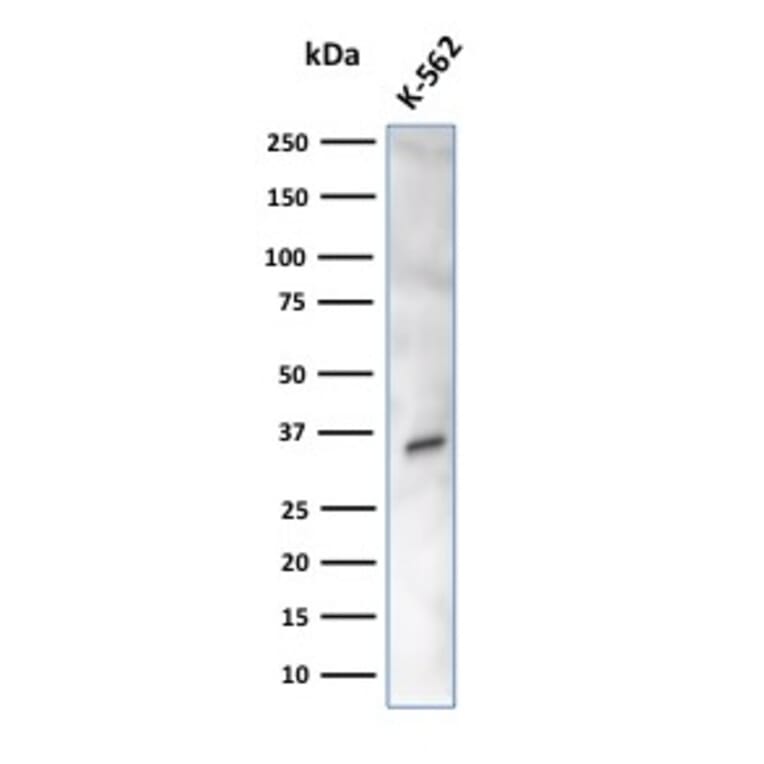 Western Blot - Anti-Carbonic Anhydrase VIII Antibody [CPTC-CA8-2] - BSA and Azide free (A253530) - Antibodies.com