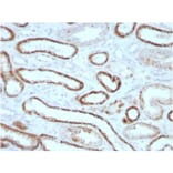 Immunohistochemistry - Anti-Carbonic Anhydrase IX Antibody [CA9/3405] - BSA and Azide free (A253536) - Antibodies.com