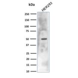 Western Blot - Anti-Carbonic Anhydrase IX Antibody [CA9/3406] - BSA and Azide free (A253537) - Antibodies.com