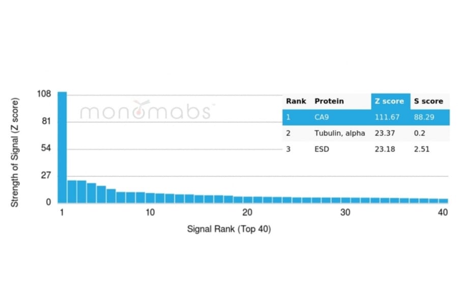 Protein Array - Anti-Carbonic Anhydrase IX Antibody [CA9/3406] - BSA and Azide free (A253536) - Antibodies.com