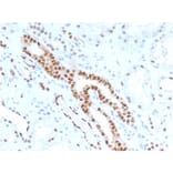 Immunohistochemistry - Anti-PAX8 Antibody [PAX8/1491] - BSA and Azide free (A253540) - Antibodies.com