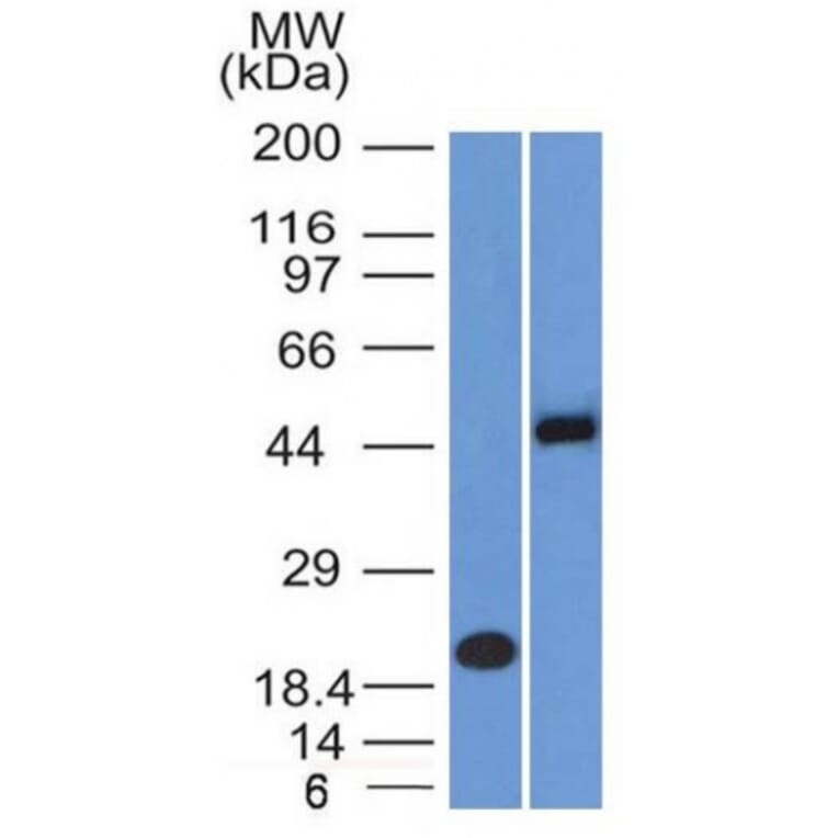 Western Blot - Anti-PAX8 Antibody [PAX8/1492] - BSA and Azide free (A253541) - Antibodies.com