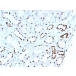 Immunohistochemistry - Anti-PAX8 Antibody [PAX8/1492] - BSA and Azide free (A253541) - Antibodies.com