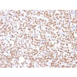 Immunohistochemistry - Anti-PAX8 Antibody [PAX8/1492] - BSA and Azide free (A253541) - Antibodies.com