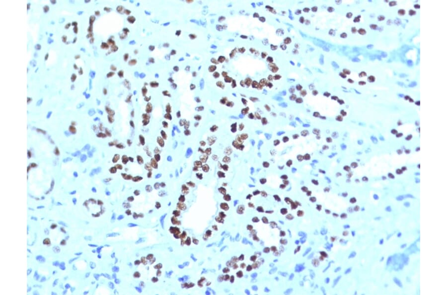 Immunohistochemistry - Anti-PAX8 Antibody [PAX8/1491 + PAX8/1492] - BSA and Azide free (A253541) - Antibodies.com