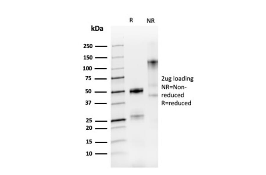 SDS-PAGE - Anti-PAX8 Antibody [PAX8/3688R] - BSA and Azide free (A253546) - Antibodies.com