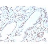 Immunohistochemistry - Anti-PAX8 Antibody [ZR-1] - BSA and Azide free (A253547) - Antibodies.com