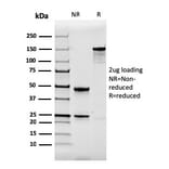 SDS-PAGE - Anti-Calbindin Antibody [CALB1/2364] - BSA and Azide free (A253549) - Antibodies.com