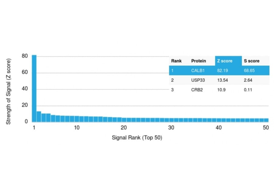 Protein Array - Anti-Calbindin Antibody [CALB1/2364] - BSA and Azide free (A253548) - Antibodies.com