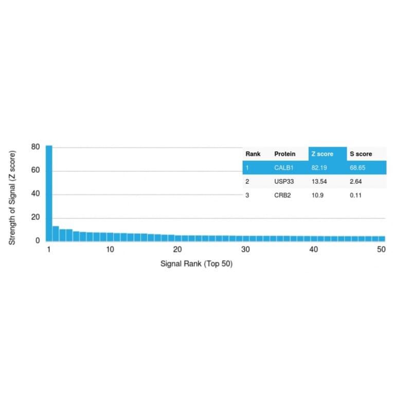 Protein Array - Anti-Calbindin Antibody [CALB1/2364] - BSA and Azide free (A253548) - Antibodies.com