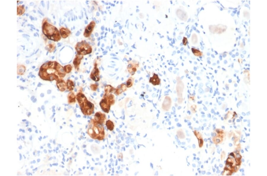 Immunohistochemistry - Anti-Calbindin Antibody [CALB1/2782] - BSA and Azide free (A253550) - Antibodies.com