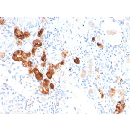 Immunohistochemistry - Anti-Calbindin Antibody [CALB1/2782] - BSA and Azide free (A253550) - Antibodies.com