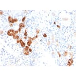 Immunohistochemistry - Anti-Calbindin Antibody [CALB1/2782] - BSA and Azide free (A253550) - Antibodies.com