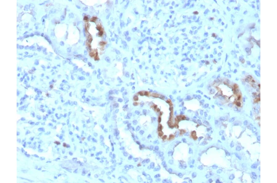 Immunohistochemistry - Anti-Calbindin Antibody [CALB1/3333] - BSA and Azide free (A253551) - Antibodies.com