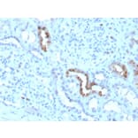 Immunohistochemistry - Anti-Calbindin Antibody [CALB1/3333] - BSA and Azide free (A253551) - Antibodies.com