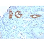 Immunohistochemistry - Anti-Calbindin Antibody [CALB1/3333] - BSA and Azide free (A253551) - Antibodies.com