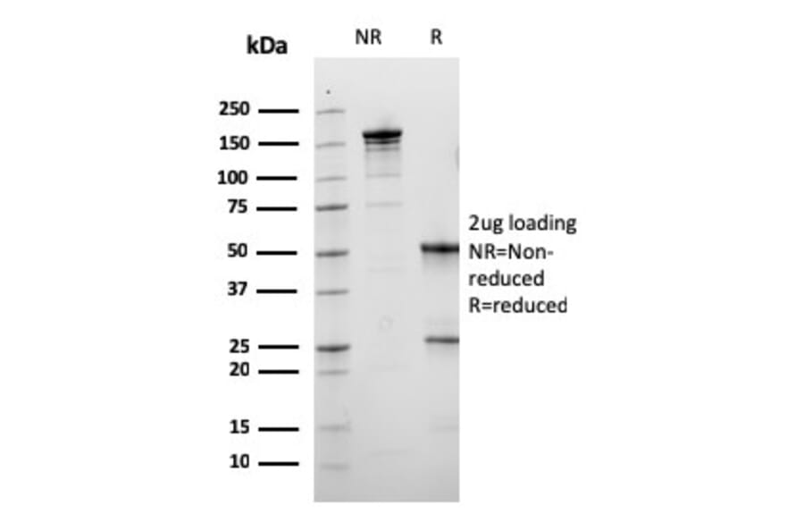 SDS-PAGE - Anti-Calbindin Antibody [CALB1/3333] - BSA and Azide free (A253551) - Antibodies.com