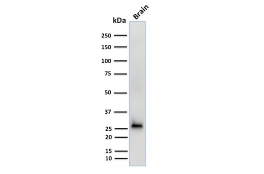Western Blot - Anti-Calretinin Antibody [CALB2/2602] - BSA and Azide free (A253552) - Antibodies.com