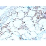 Immunohistochemistry - Anti-Calretinin Antibody [CALB2/2603] - BSA and Azide free (A253553) - Antibodies.com