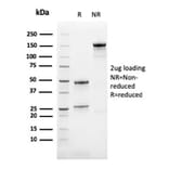 SDS-PAGE - Anti-Calretinin Antibody [CALB2/2786] - BSA and Azide free (A253555) - Antibodies.com