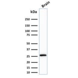 Western Blot - Anti-Calretinin Antibody [CALB2/2807] - BSA and Azide free (A253556) - Antibodies.com