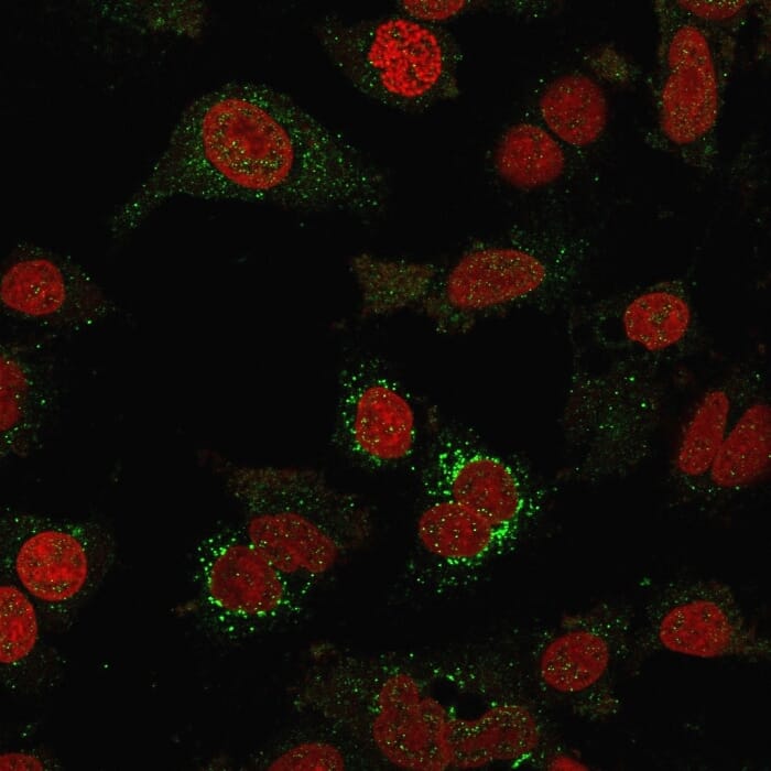 Immunofluorescent analysis of SKBR-3 cells stained with Anti-B7H4 Antibody [B7H4/1788] followed by Goat Anti-Mouse IgG (CF&#174; 488) (Green). Nuclear counterstain is RedDot.