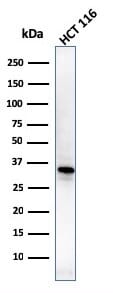 Western blot analysis of HCT116 cell lysate using Anti-B7H4 Antibody [B7H4/1788].