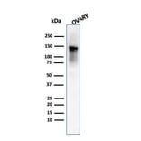 Western Blot - Anti-Caldesmon Antibody [SPM168] - BSA and Azide free (A253561) - Antibodies.com