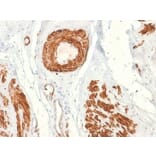 Immunohistochemistry - Anti-Caldesmon Antibody [rCALD1/820] - BSA and Azide free (A253563) - Antibodies.com