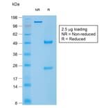 SDS-PAGE - Anti-Caldesmon Antibody [rCALD1/820] - BSA and Azide free (A253564) - Antibodies.com