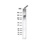 Western Blot - Anti-Caldesmon Antibody [rCALD1/820] - BSA and Azide free (A253564) - Antibodies.com