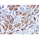 Immunohistochemistry - Anti-Caldesmon Antibody [CALD1/1424R] - BSA and Azide free (A253564) - Antibodies.com